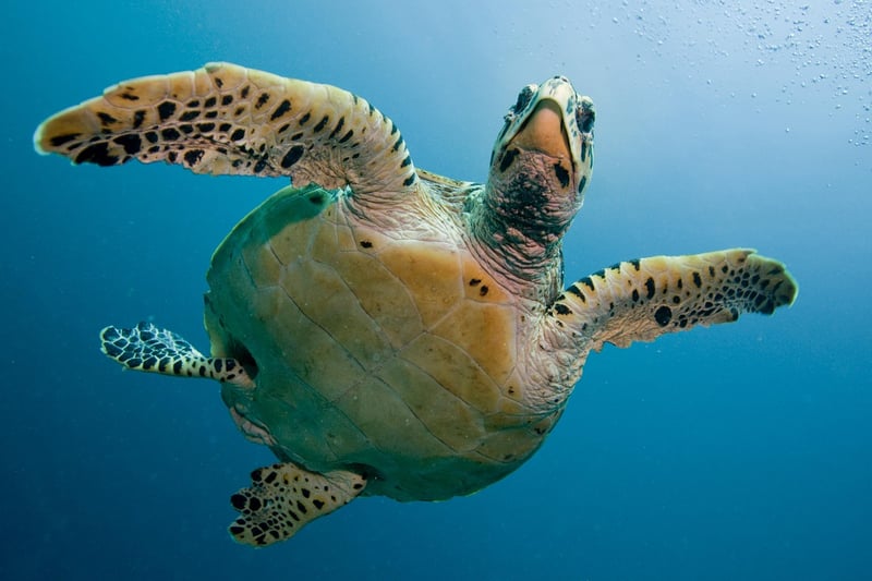 Nature Immersion Programs